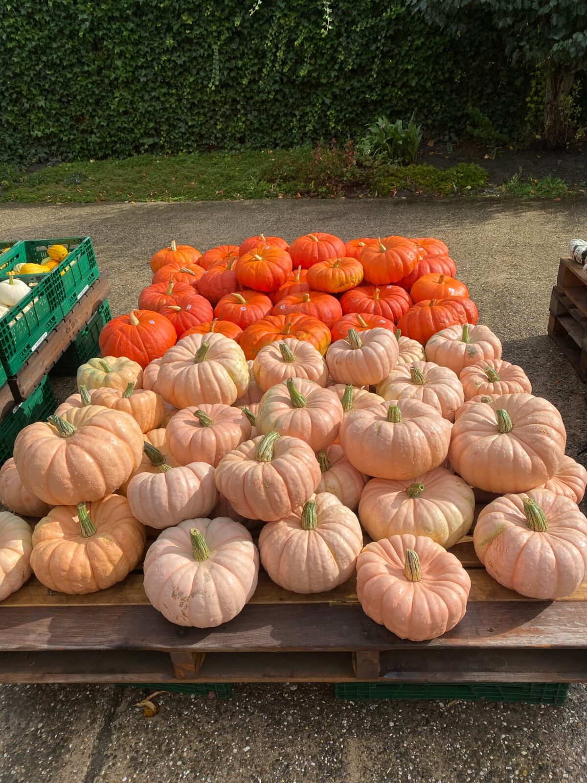 Grote stapel oranje en lichtroze pompoenen op houten kisten