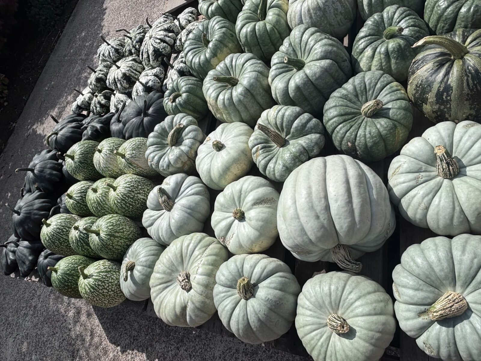 Grijs groene, witte en donkergroene pompoenen van bovenaf
