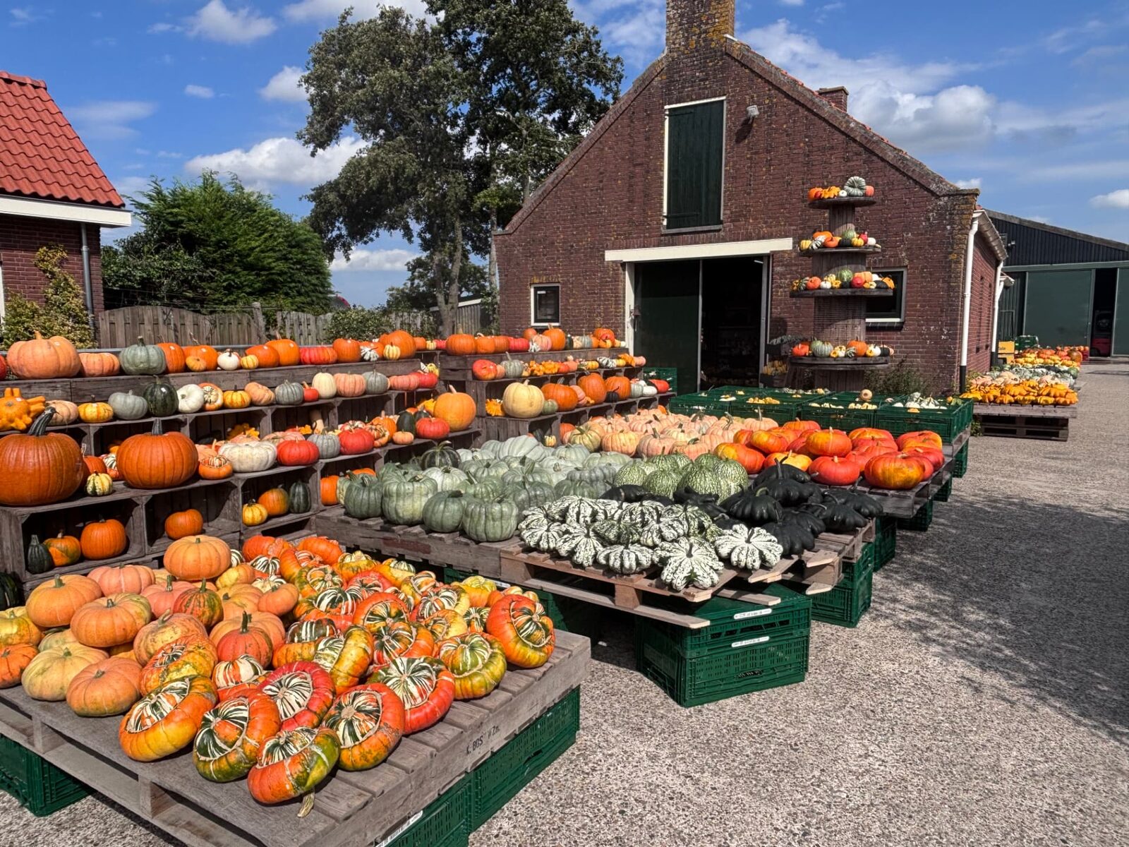 Boerderijverkoop met pompoenen op houten stellingen voor de schuur