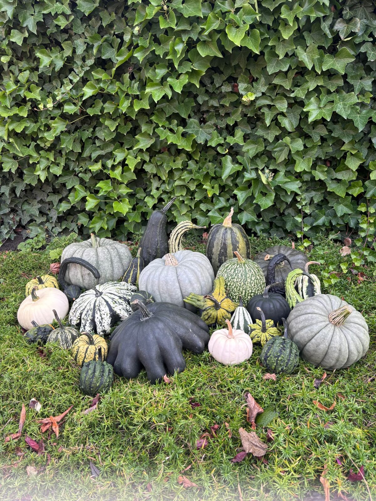 Decoratieve pompoenen op het gras voor de klimopmuur