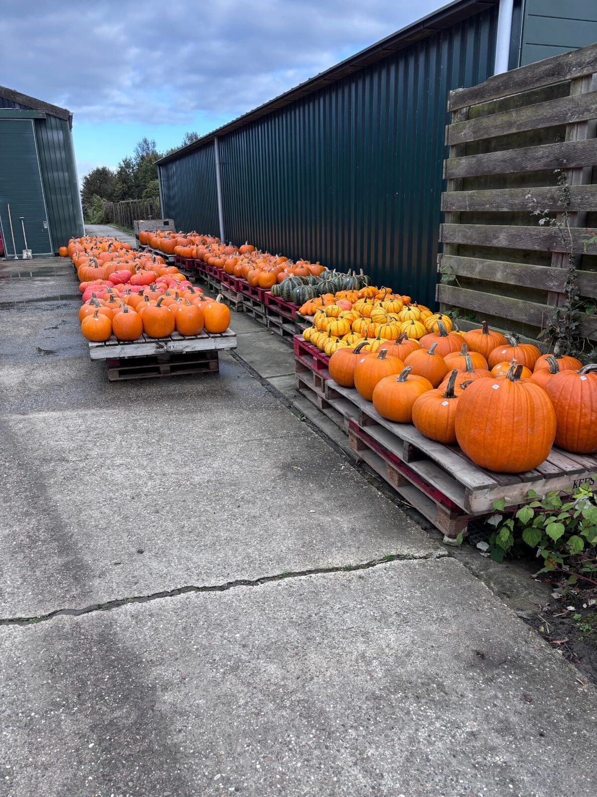 Pallets vol oranje pompoenen tussen de bedrijfsgebouwen
