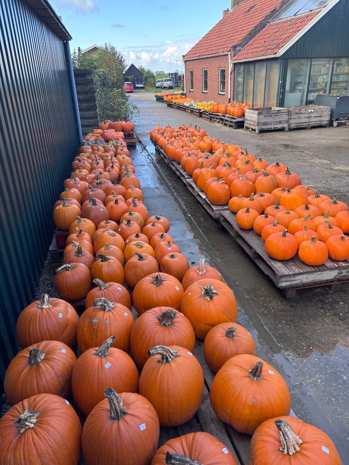 Rijen grote oranje pompoenen op pallets tussen de gebouwen