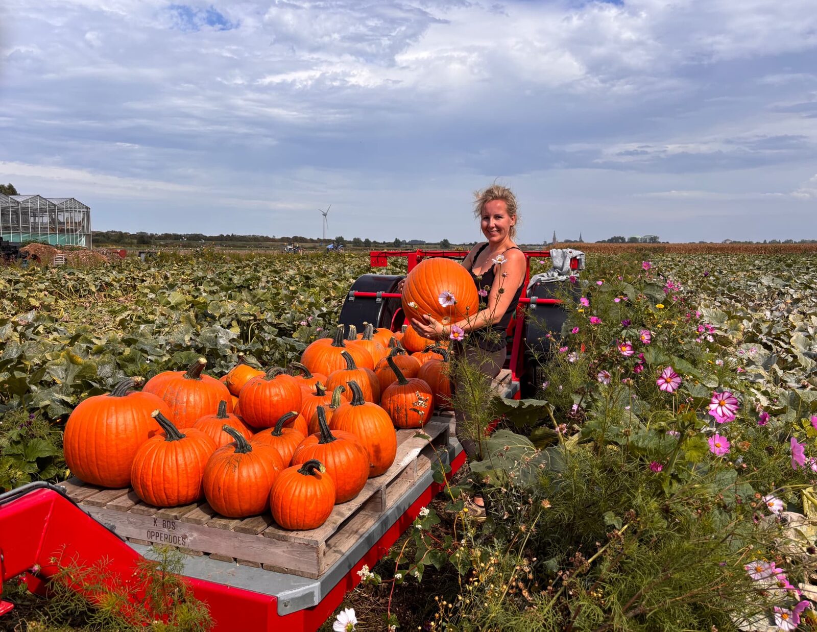 Grote pompoen op de tractorwagen tussen de bloemen