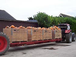 Vrachtwagen vol kisten met pompoenen na de oogst