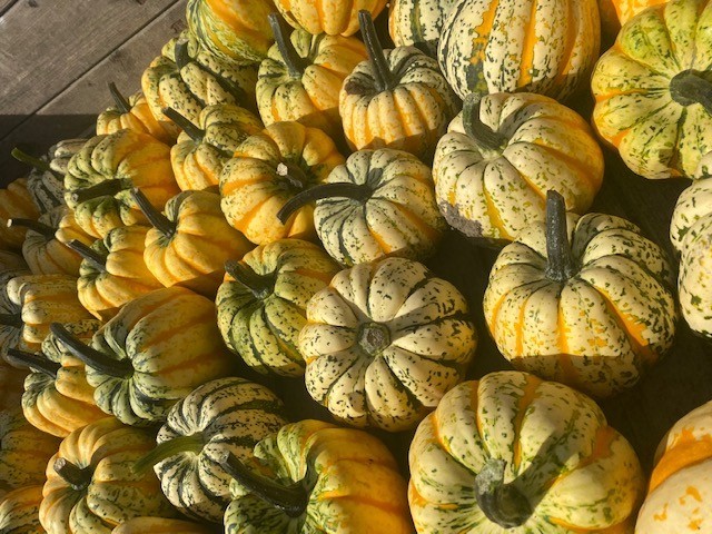 Pompoenen bij Pompoenenboerderij Bos