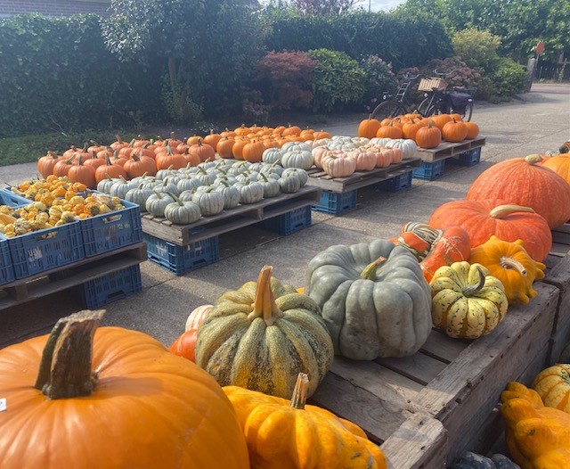 Sierpompoenen en kalebassen in vele kleuren