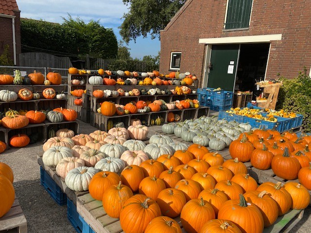 Groot assortiment pompoenen op pallets