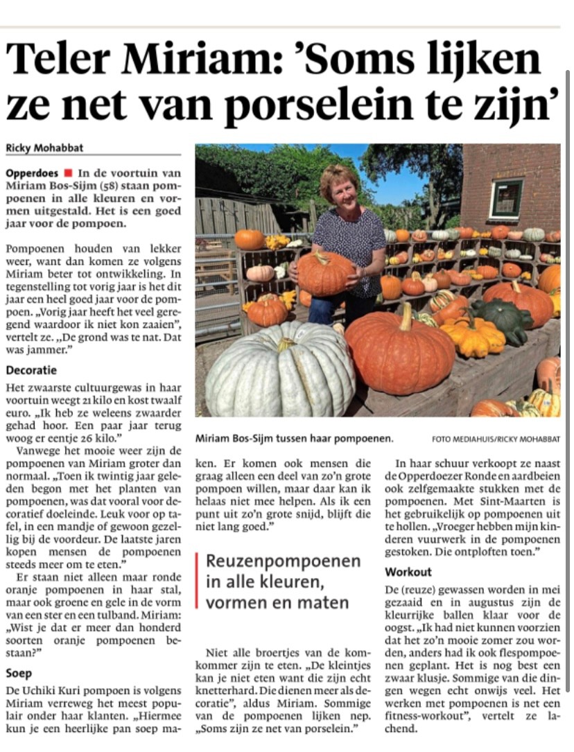 Pompoenen sorteren op kleur, soort en grootte