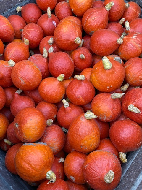 Eetbare pompoenen te koop in de boerderijwinkel