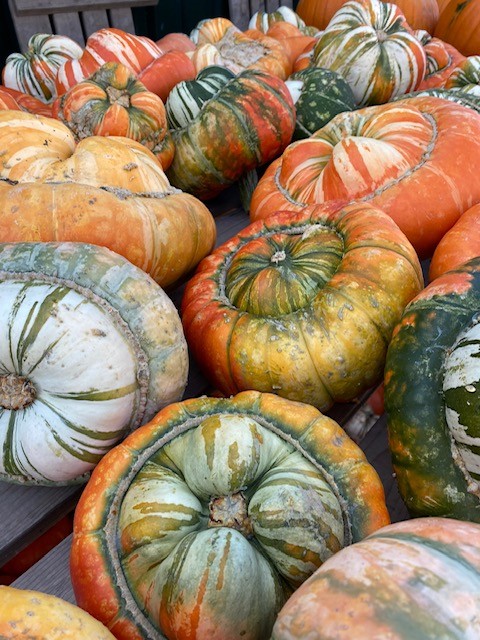 Witte en oranje pompoenen naast elkaar