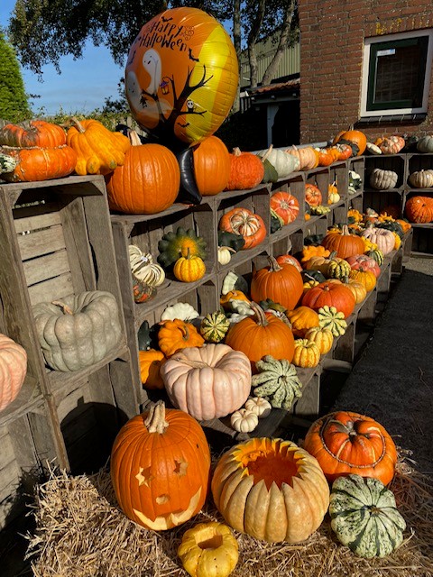 Kalebassen en sierpompoenen op de boerderij